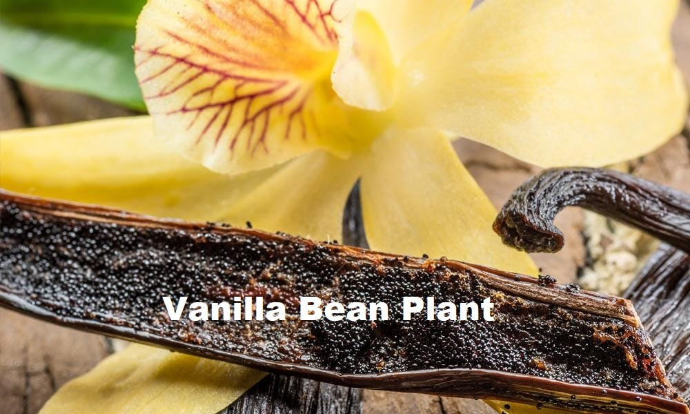 Vanilla bean opportunities