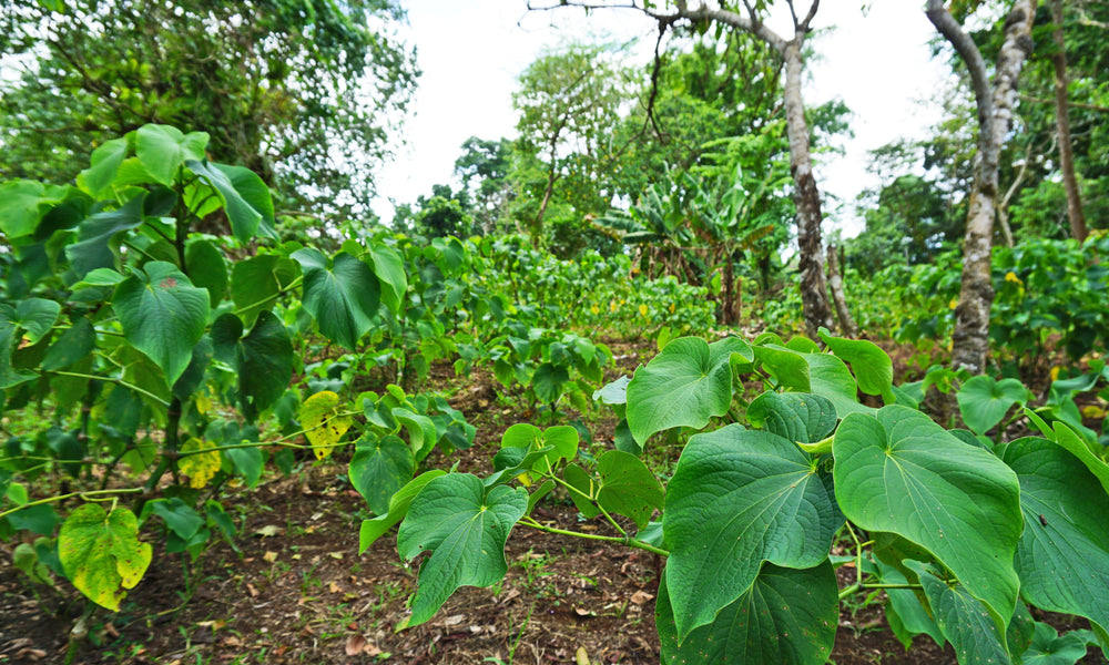 Vanuatu kava industry leads the way